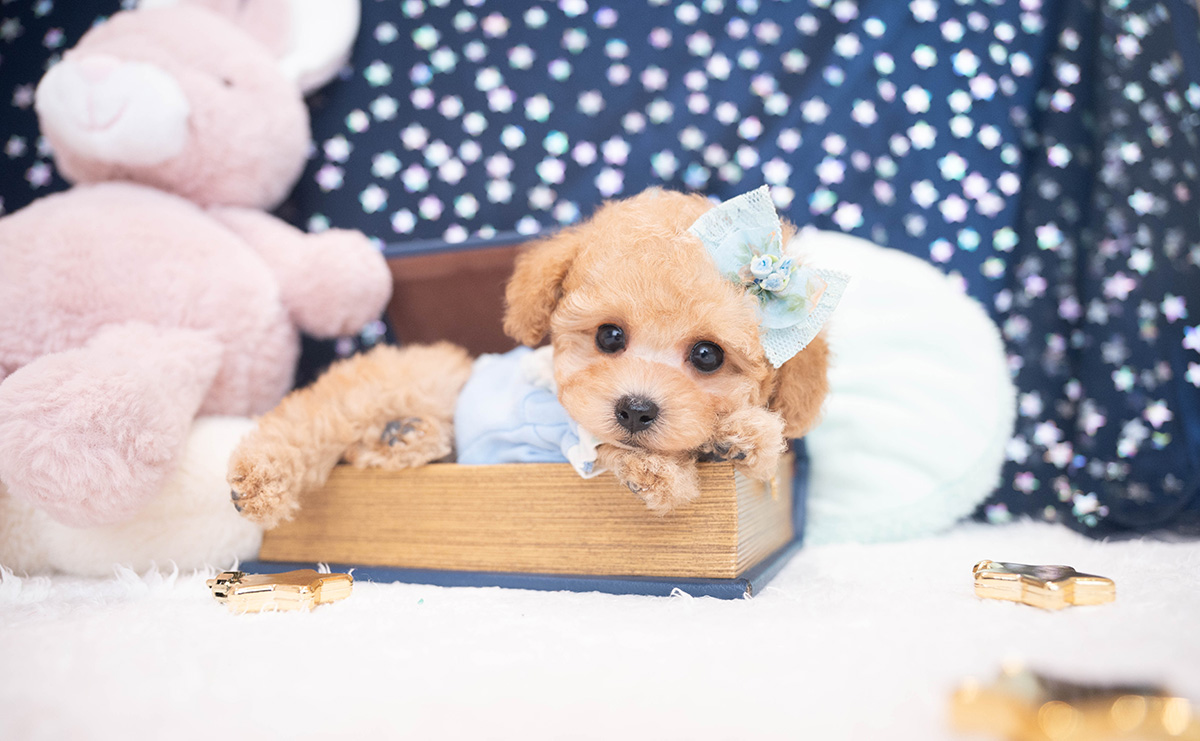 タイニープードルのアプリコットの男の子｜2025年11月27日生まれ｜No.11063｜画像0枚目