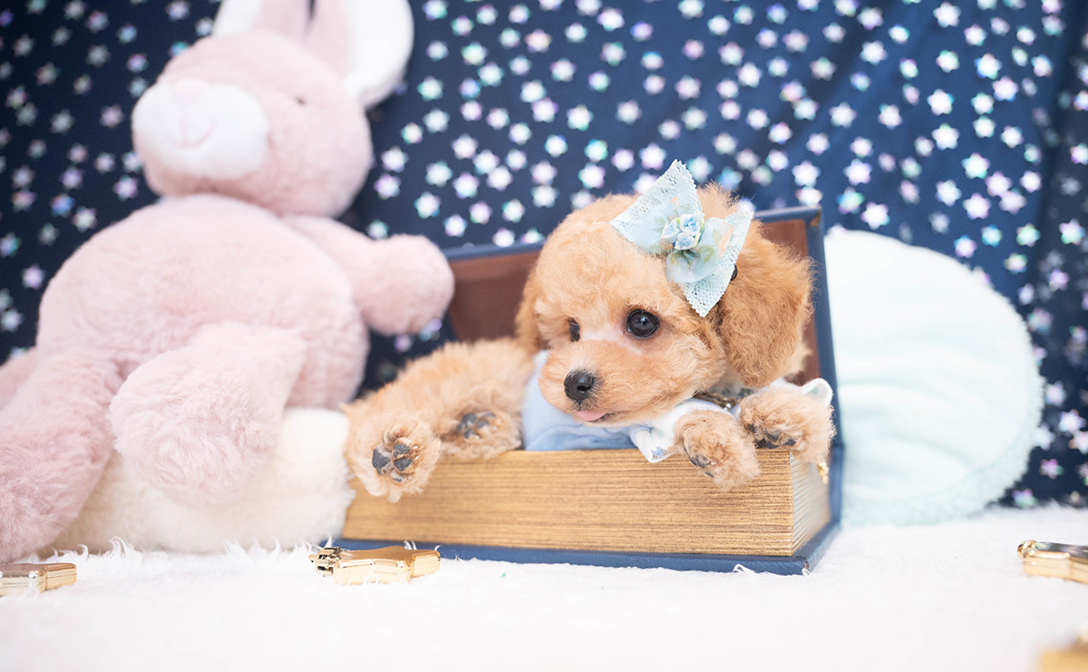 タイニープードルのアプリコットの男の子｜2025年11月27日生まれ｜No.11063｜画像7枚目