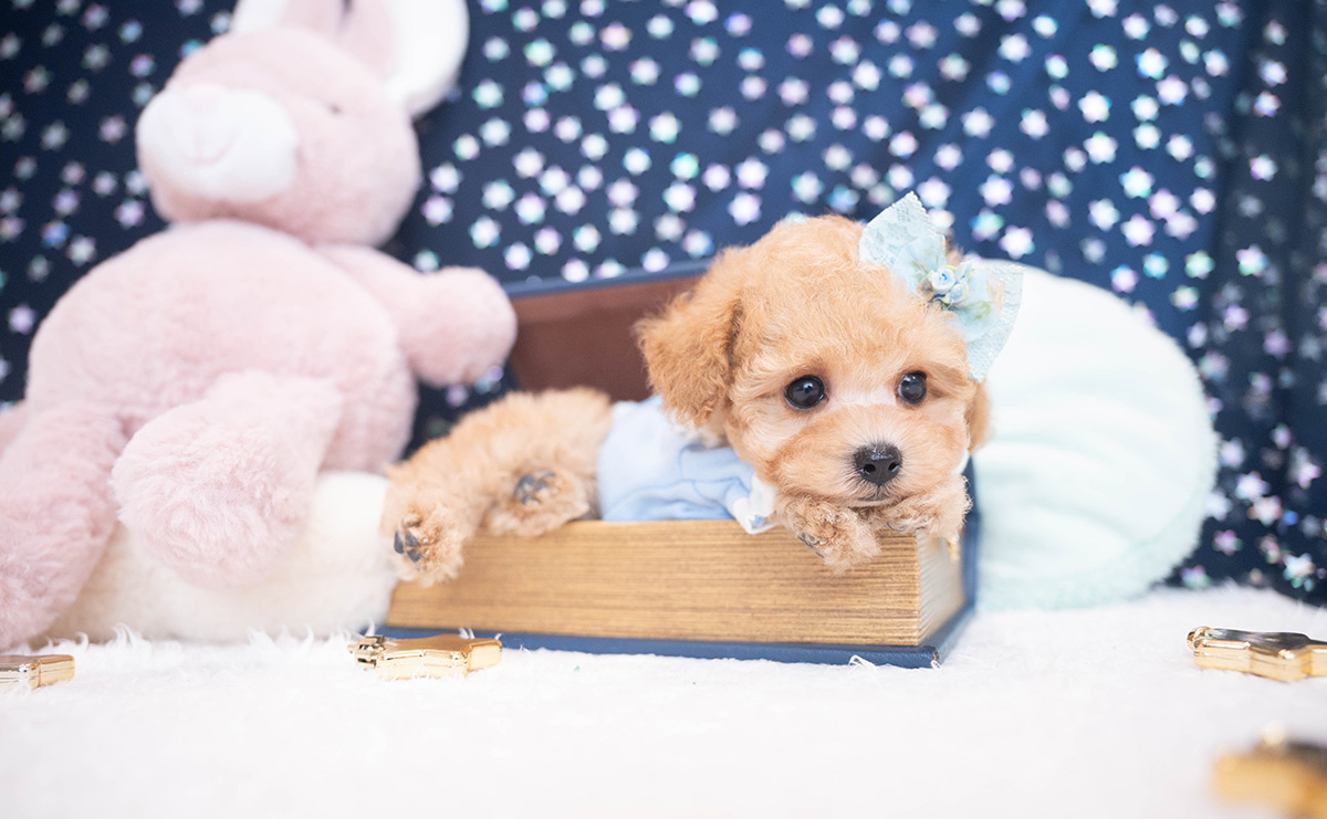 タイニープードルのアプリコットの男の子｜2025年11月27日生まれ｜No.11063｜画像8枚目