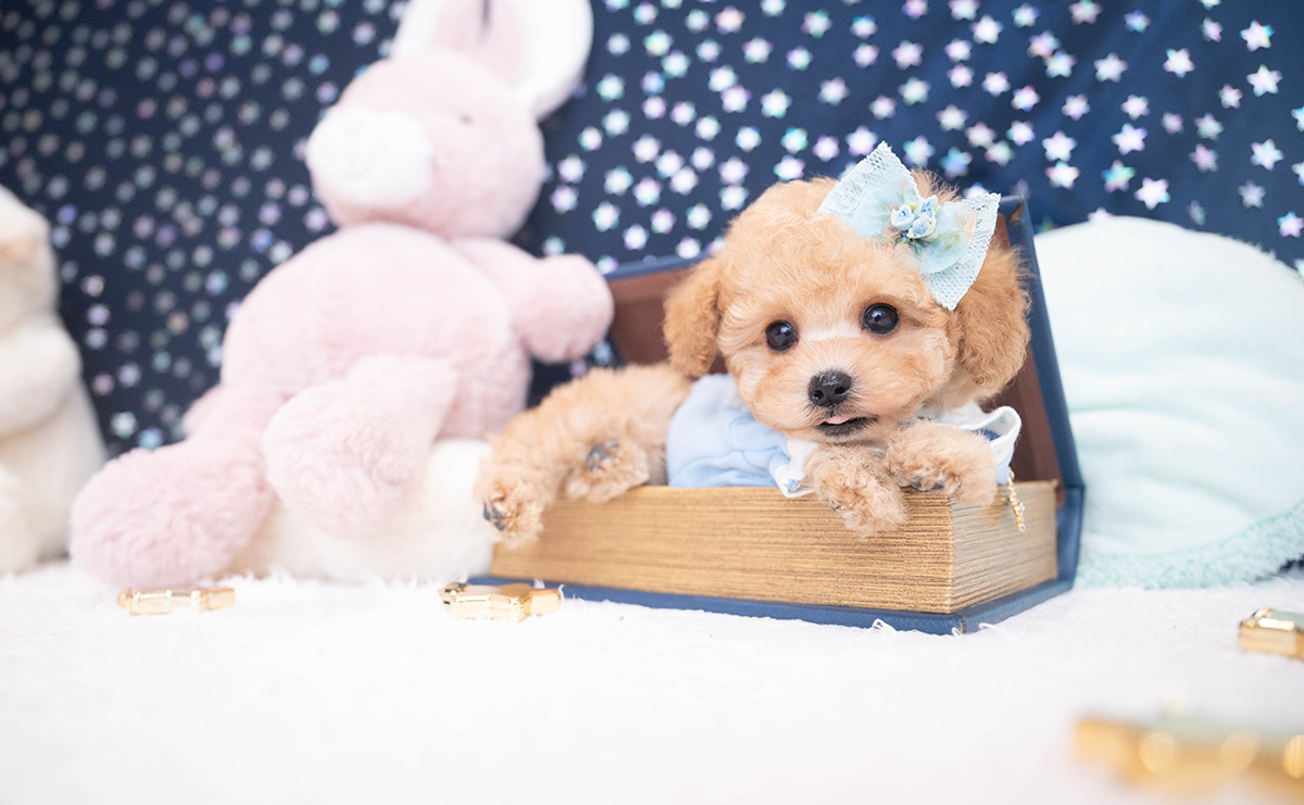 タイニープードルのアプリコットの男の子｜2025年11月27日生まれ｜No.11063｜画像9枚目