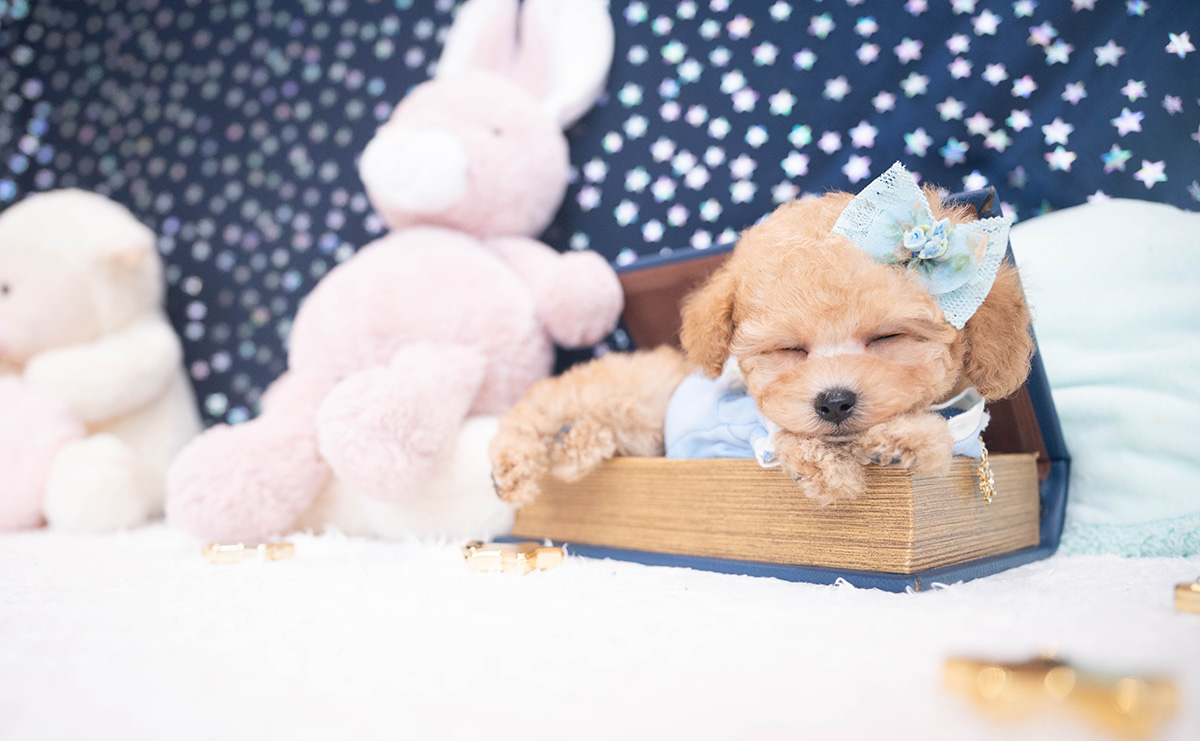 タイニープードルのアプリコットの男の子｜2025年11月27日生まれ｜No.11063｜画像10枚目