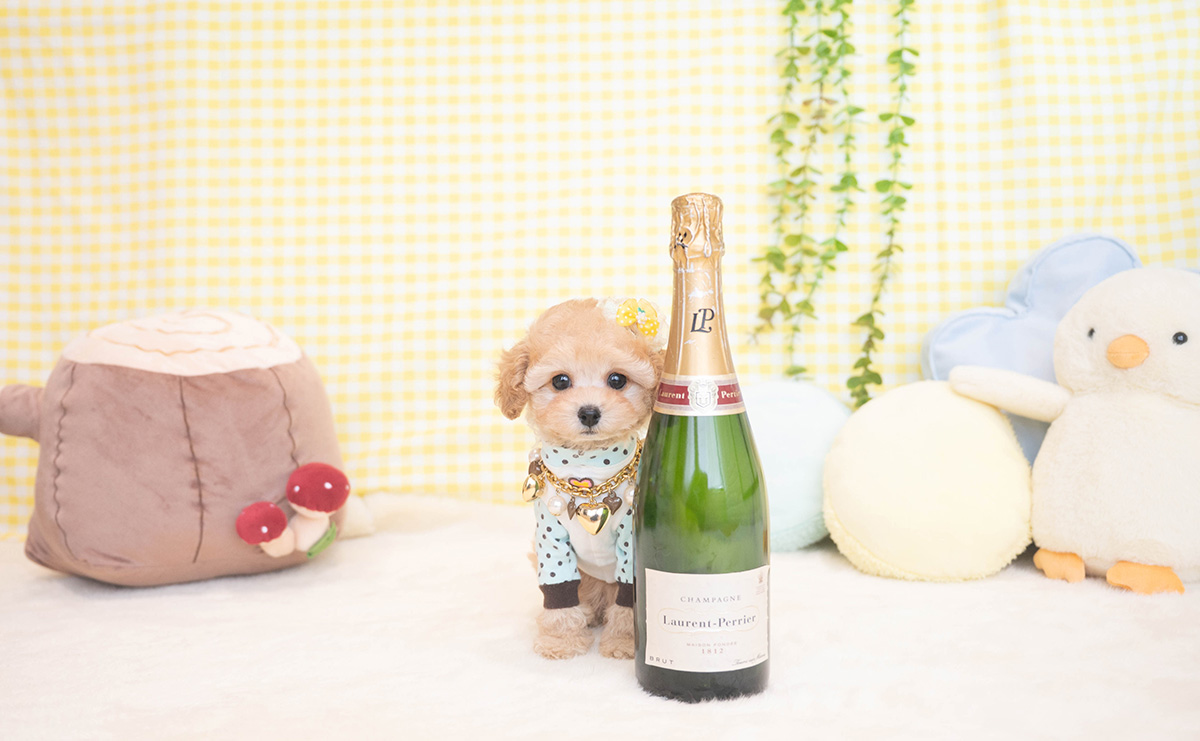 タイニープードルのアプリコットの男の子｜2025年11月19日生まれ｜No.11065｜画像3枚目