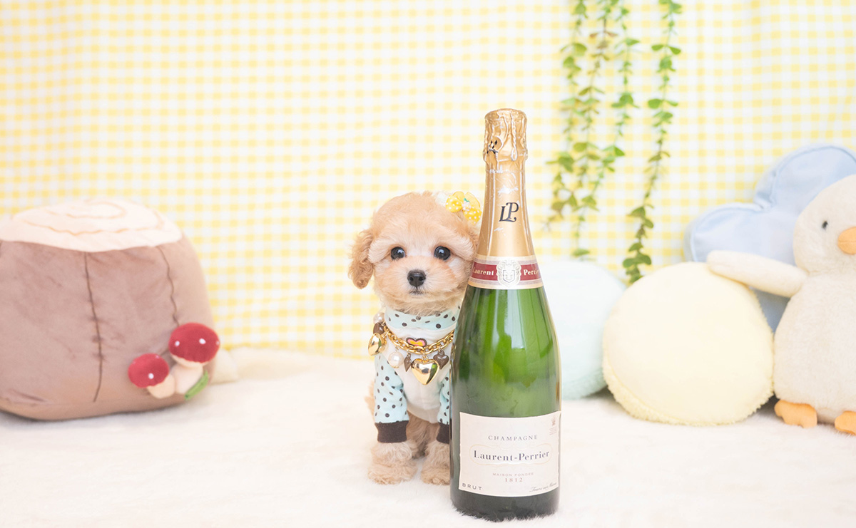 タイニープードルのアプリコットの男の子｜2025年11月19日生まれ｜No.11065｜画像4枚目