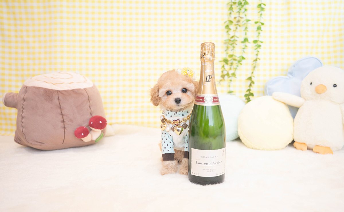 タイニープードルのアプリコットの男の子｜2025年11月19日生まれ｜No.11065｜画像6枚目