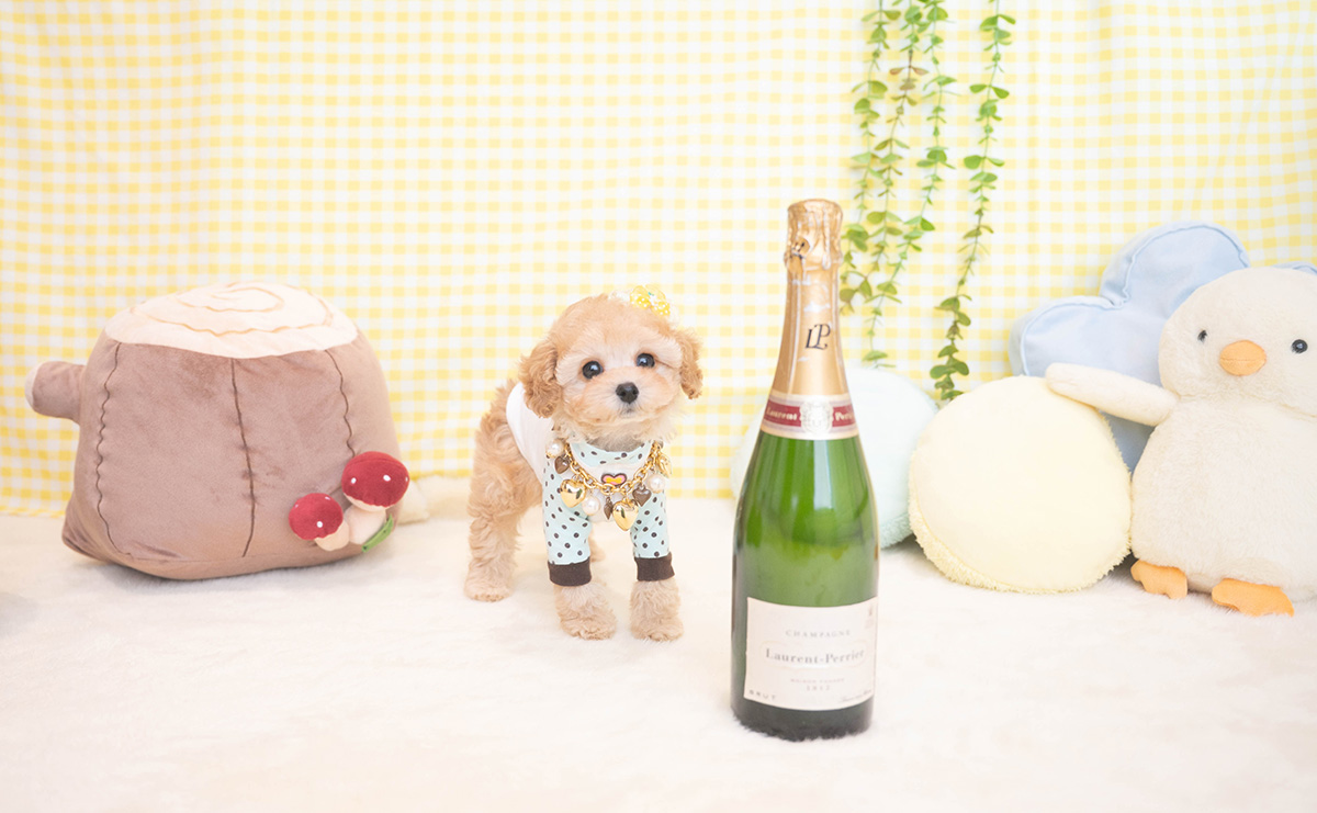 タイニープードルのアプリコットの男の子｜2025年11月19日生まれ｜No.11065｜画像7枚目