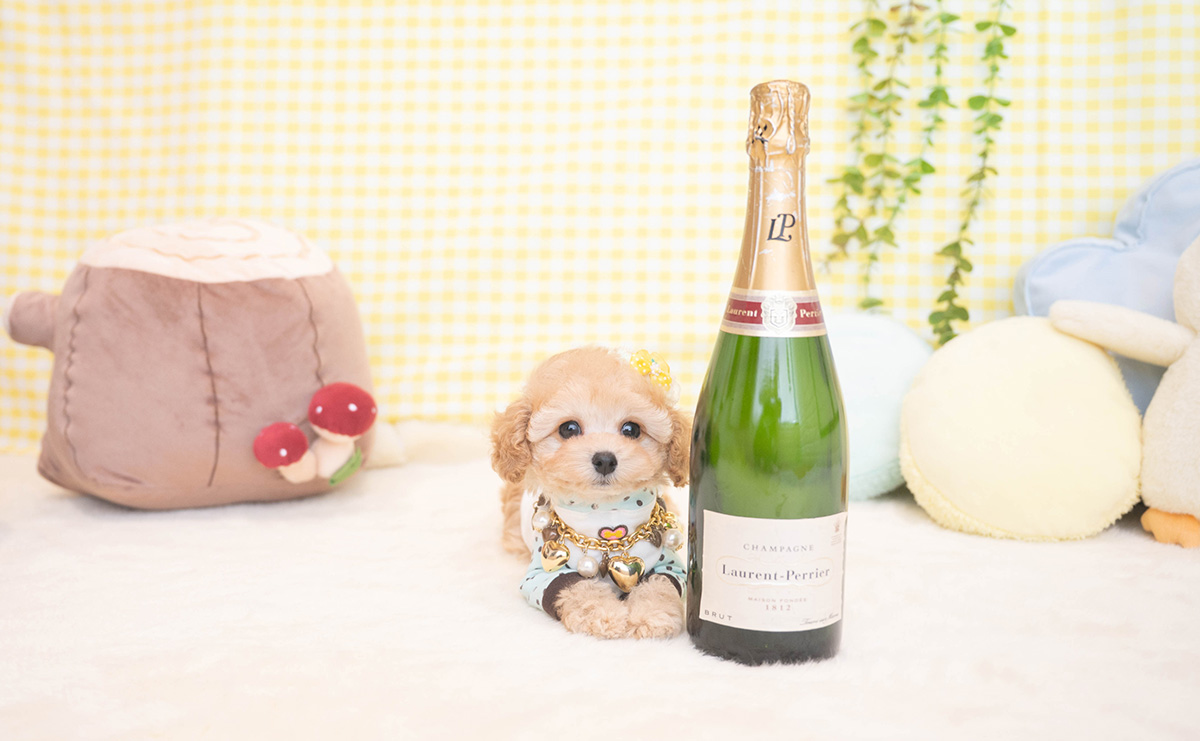 タイニープードルのアプリコットの男の子｜2025年11月19日生まれ｜No.11065｜画像8枚目