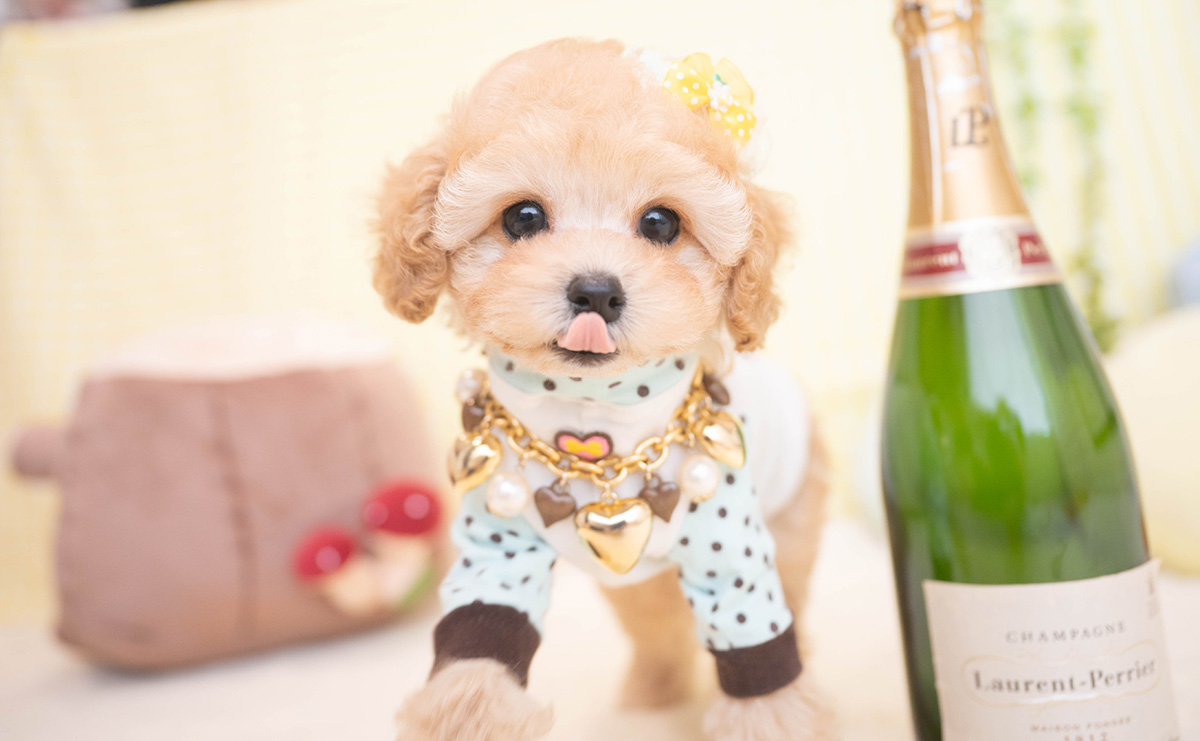 タイニープードルのアプリコットの男の子｜2025年11月19日生まれ｜No.11065｜画像0枚目