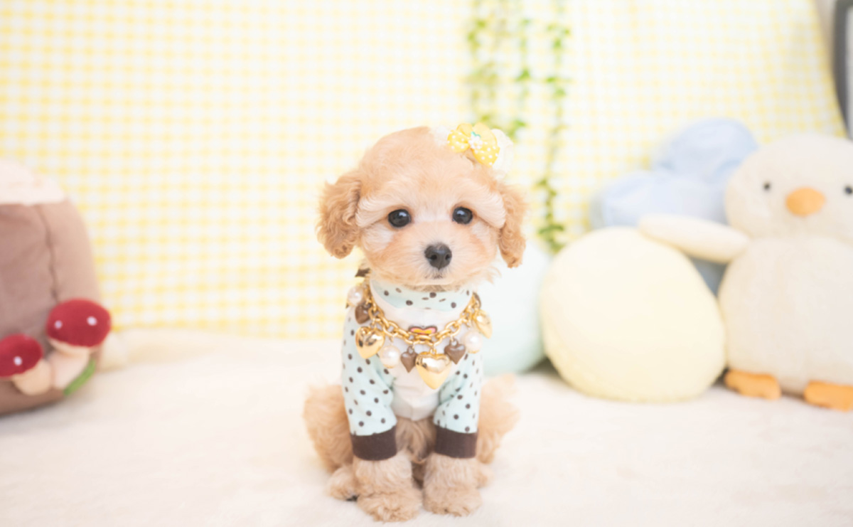 タイニープードルのアプリコットの男の子｜2025年11月19日生まれ｜No.11065｜画像9枚目