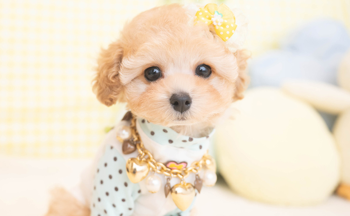 タイニープードルのアプリコットの男の子｜2025年11月19日生まれ｜No.11065｜画像10枚目