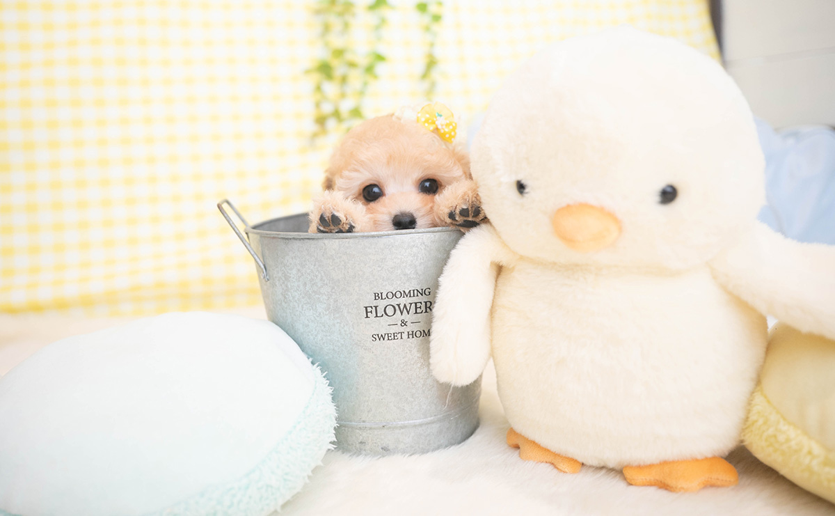 タイニープードルのアプリコットの男の子｜2025年11月19日生まれ｜No.11065｜画像1枚目