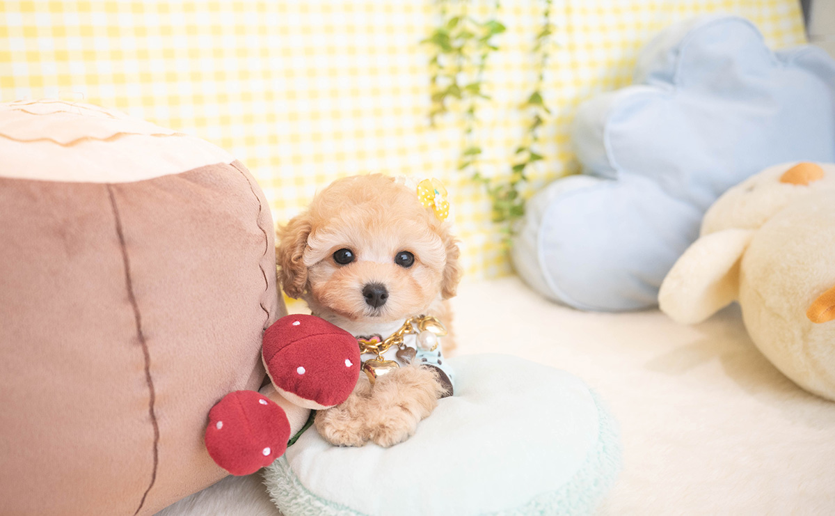 タイニープードルのアプリコットの男の子｜2025年11月19日生まれ｜No.11065｜画像11枚目