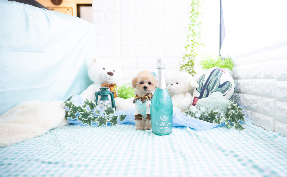 タイニープードルのアプリコットの男の子｜2025年11月27日生まれ｜No.11070｜画像3枚目