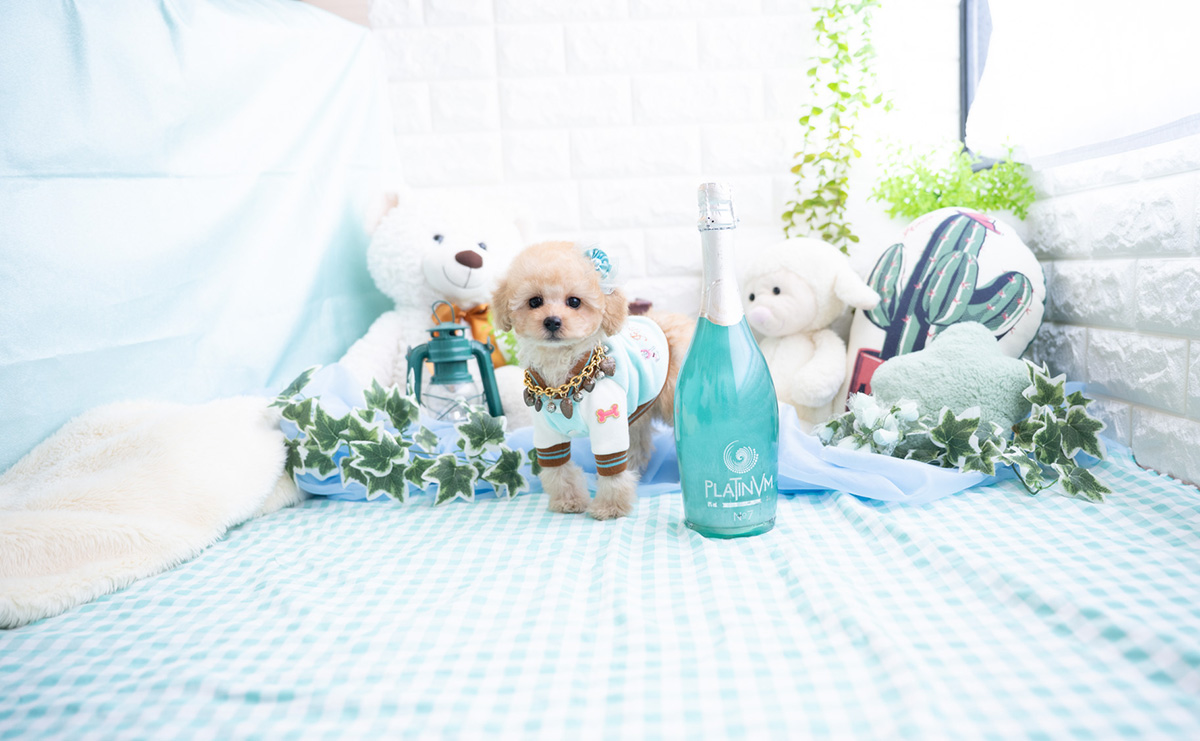 タイニープードルのアプリコットの男の子｜2025年11月27日生まれ｜No.11070｜画像4枚目