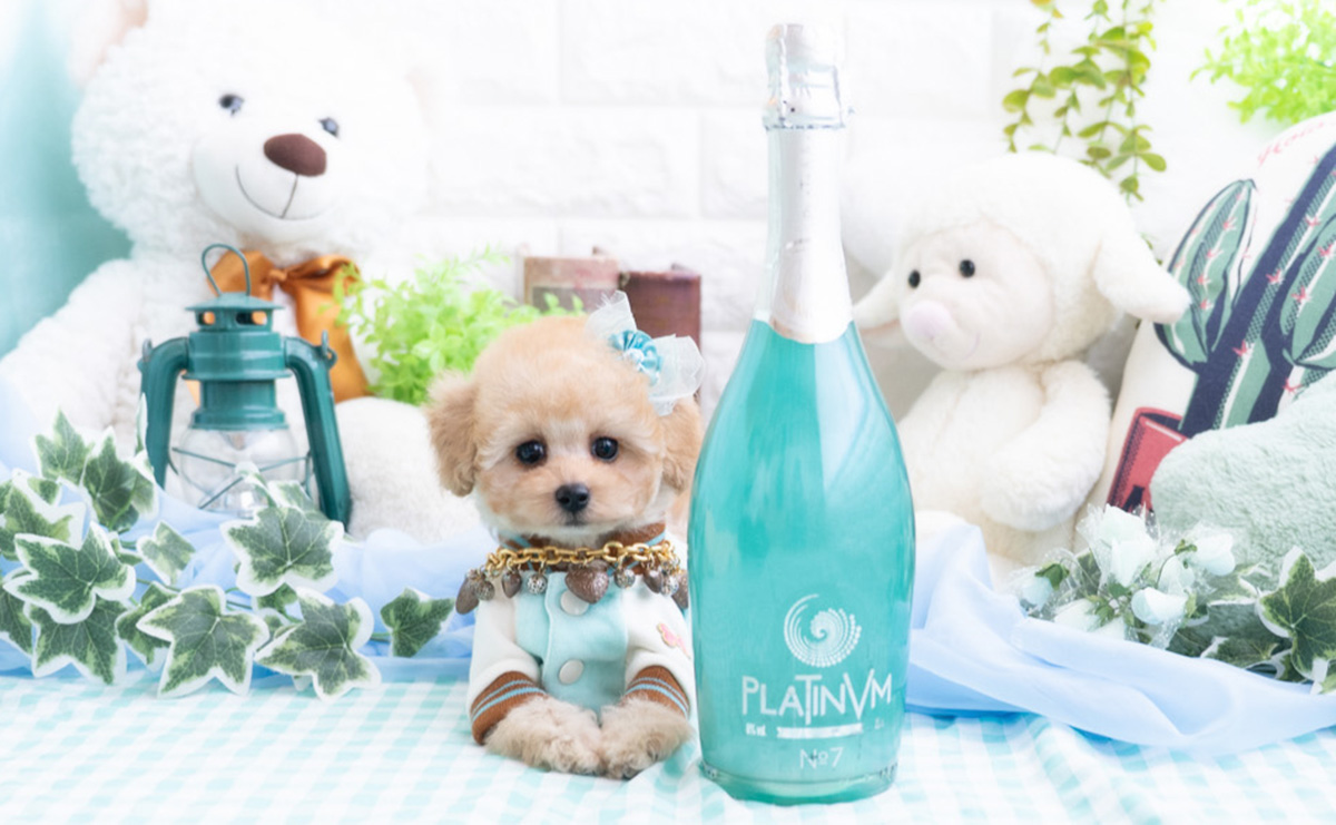 タイニープードルのアプリコットの男の子｜2025年11月27日生まれ｜No.11070｜画像5枚目