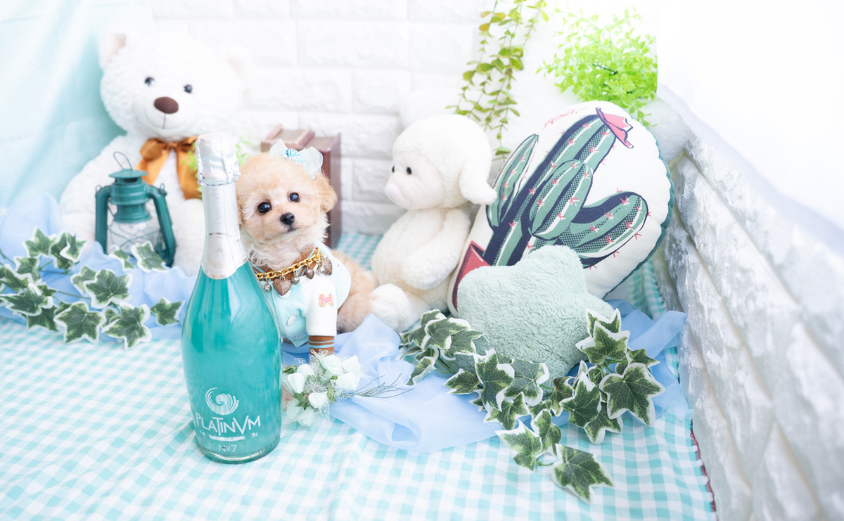 タイニープードルのアプリコットの男の子｜2025年11月27日生まれ｜No.11070｜画像2枚目