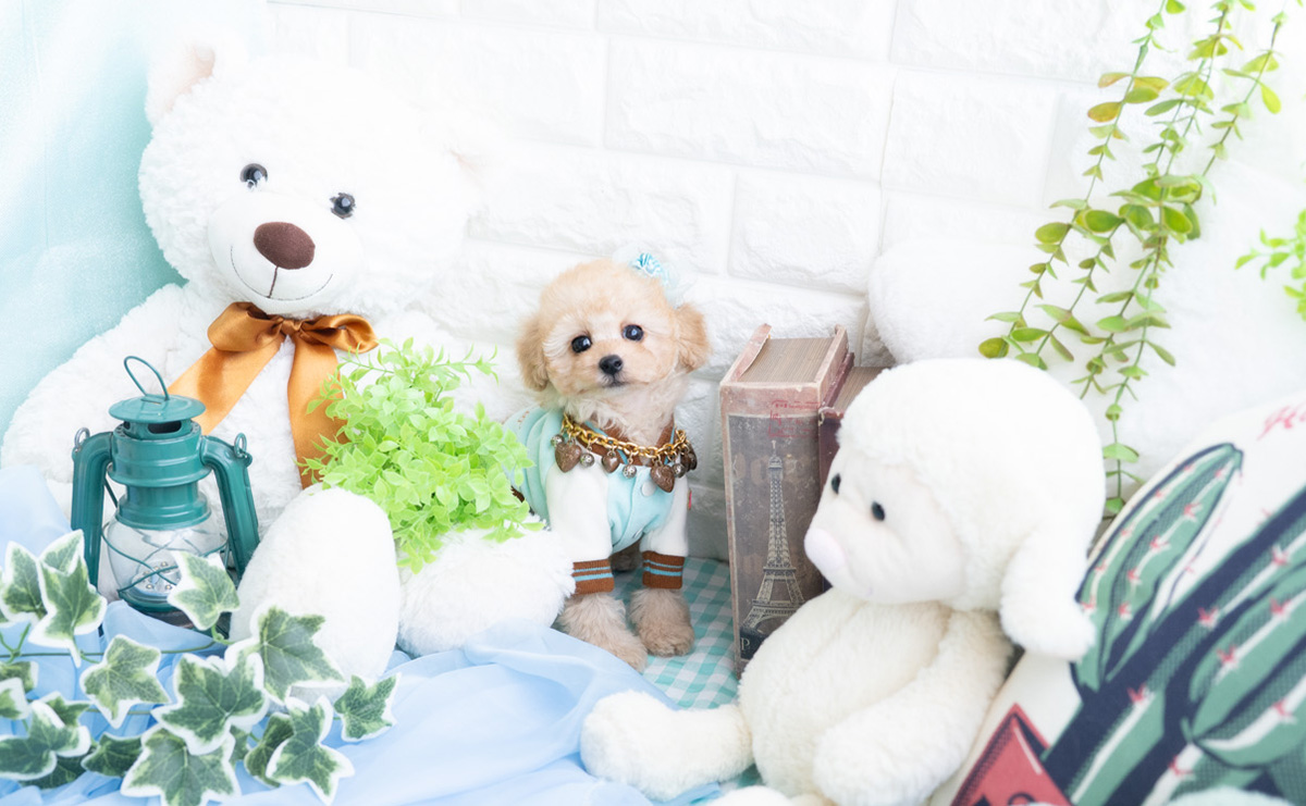 タイニープードルのアプリコットの男の子｜2025年11月27日生まれ｜No.11070｜画像1枚目