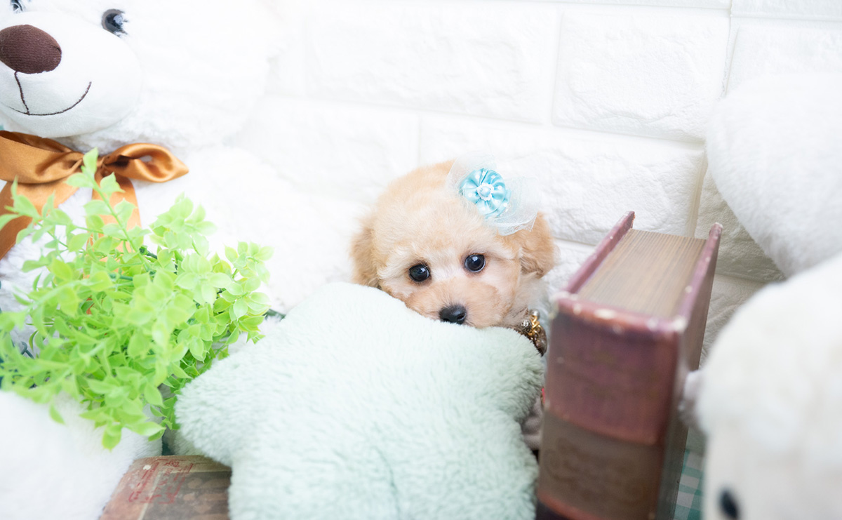 タイニープードルのアプリコットの男の子｜2025年11月27日生まれ｜No.11070｜画像6枚目