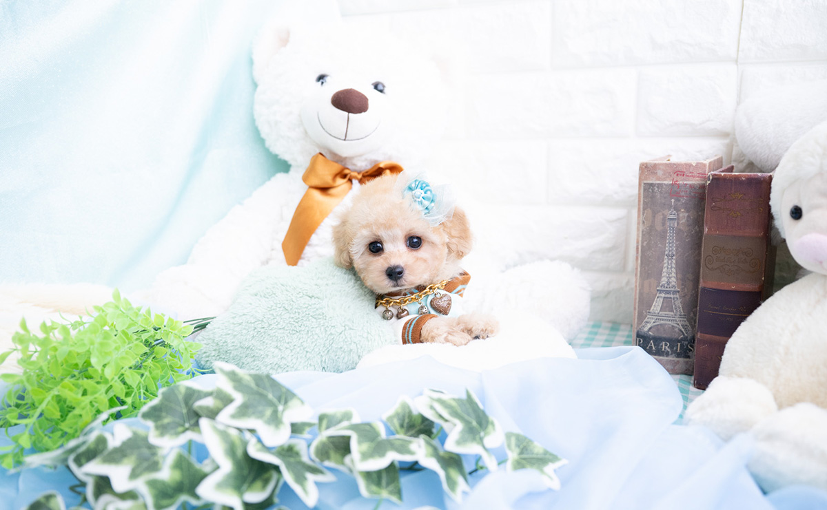 タイニープードルのアプリコットの男の子｜2025年11月27日生まれ｜No.11070｜画像7枚目