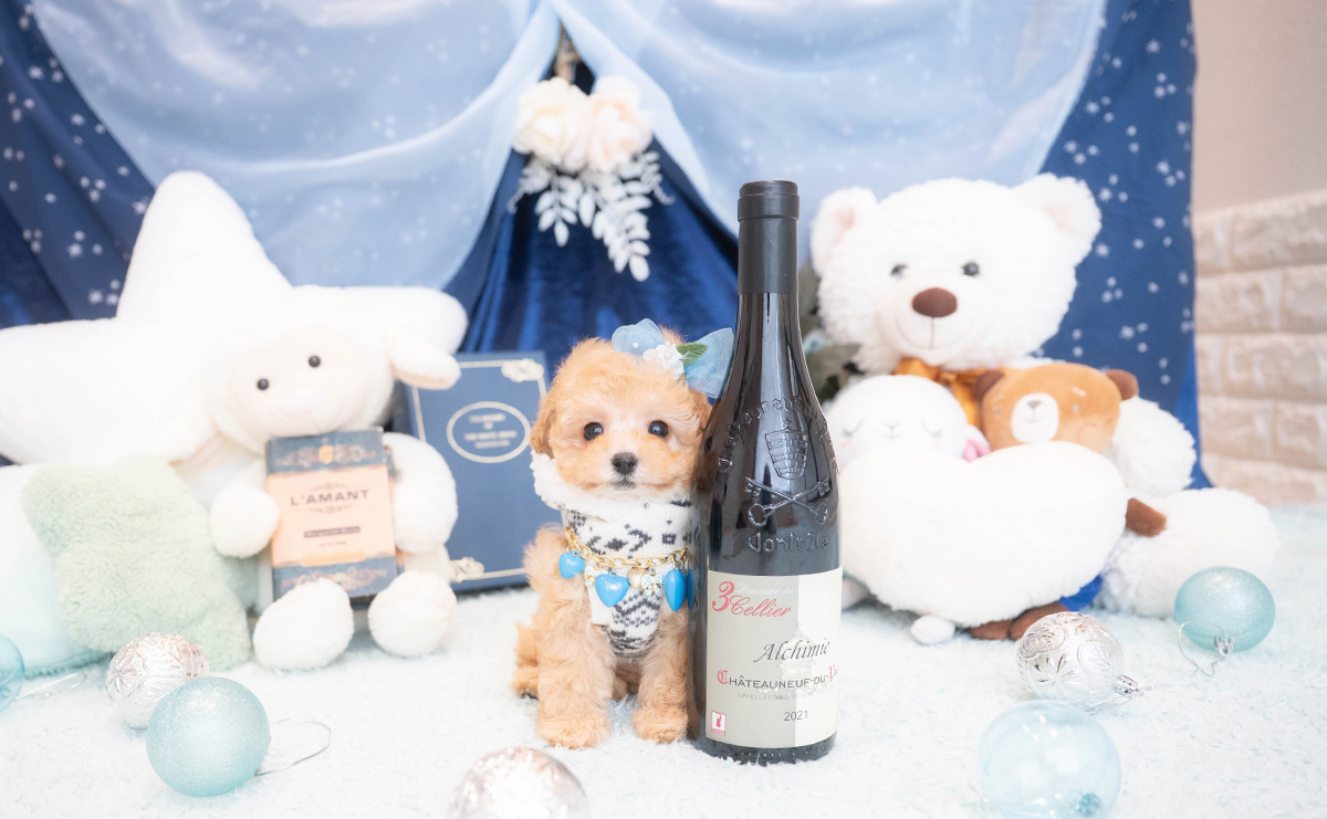 タイニープードルのアプリコットの男の子｜2025年11月30日生まれ｜No.11075｜画像1枚目