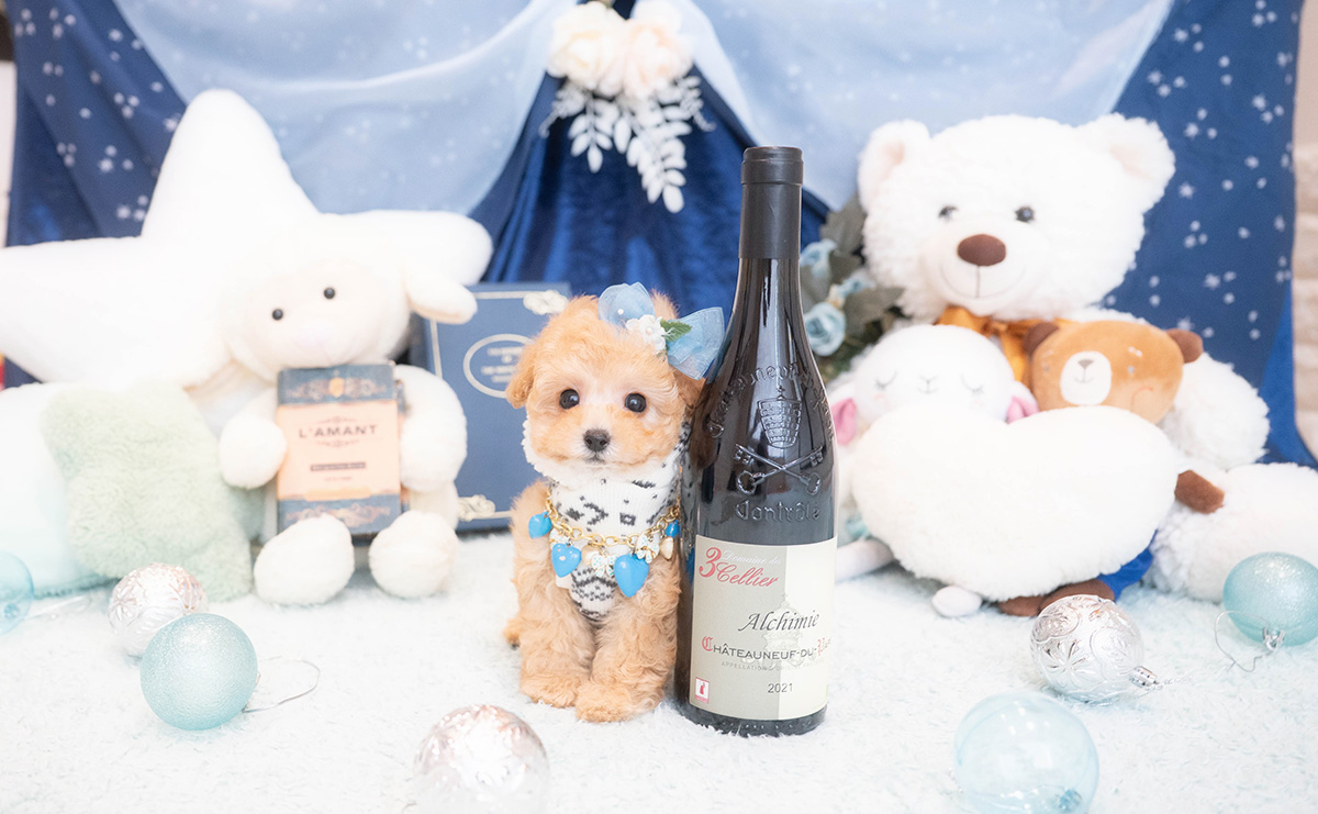 タイニープードルのアプリコットの男の子｜2025年11月30日生まれ｜No.11075｜画像2枚目