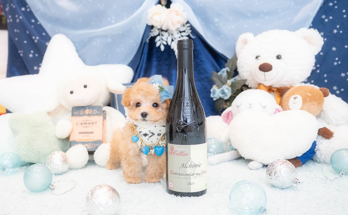 タイニープードルのアプリコットの男の子｜2025年11月30日生まれ｜No.11075｜画像4枚目