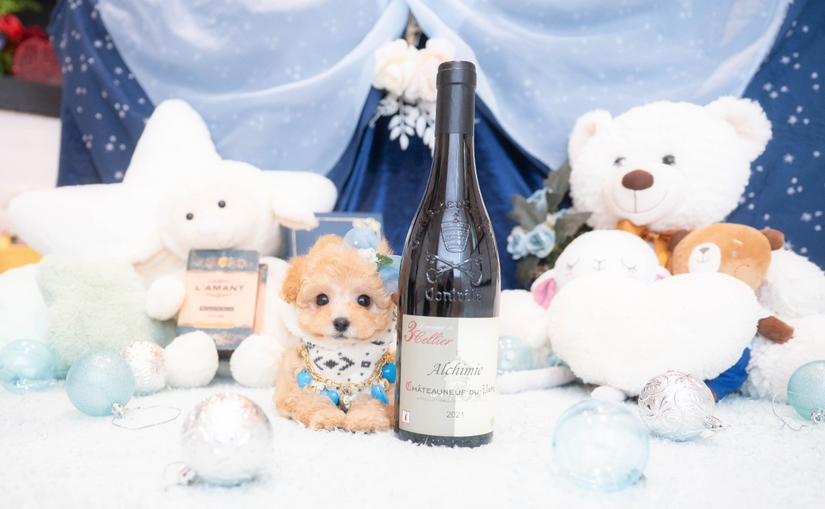 タイニープードルのアプリコットの男の子｜2025年11月30日生まれ｜No.11075｜画像5枚目