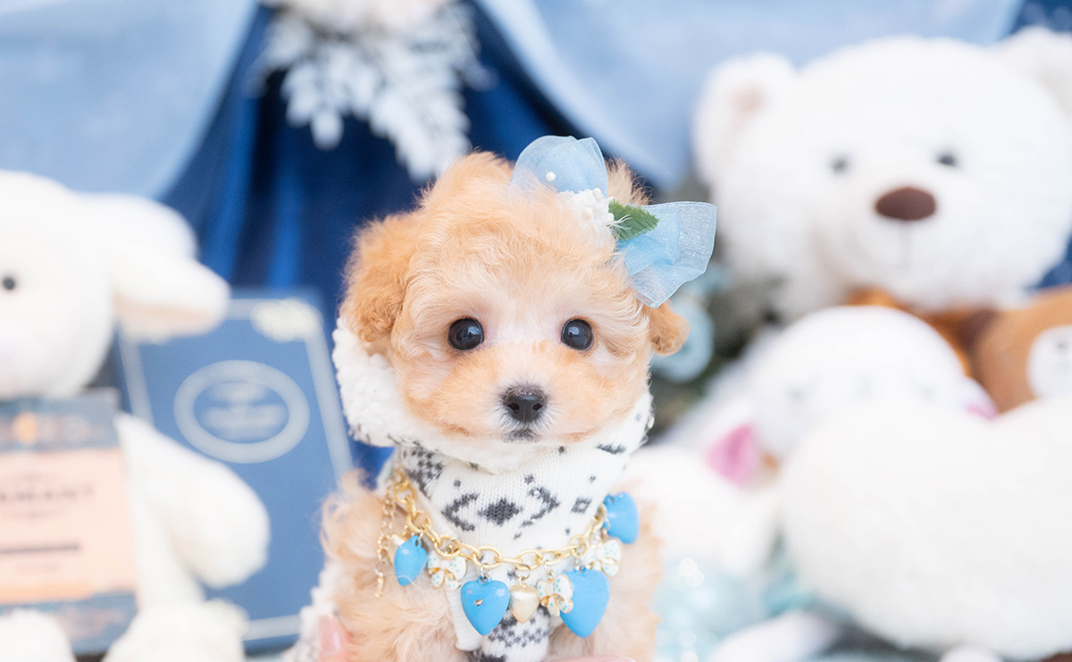 タイニープードルのアプリコットの男の子｜2025年11月30日生まれ｜No.11075｜画像6枚目