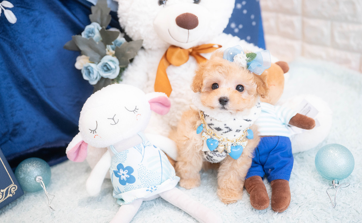 タイニープードルのアプリコットの男の子｜2025年11月30日生まれ｜No.11075｜画像8枚目