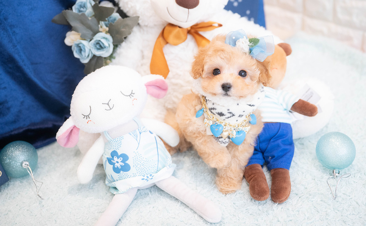 タイニープードルのアプリコットの男の子｜2025年11月30日生まれ｜No.11075｜画像9枚目