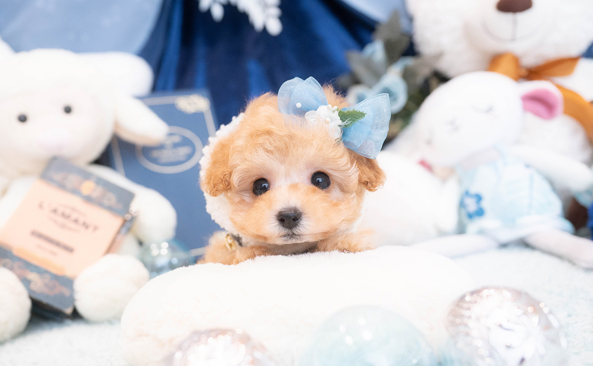 タイニープードルのアプリコットの男の子｜2025年11月30日生まれ｜No.11075｜画像0枚目