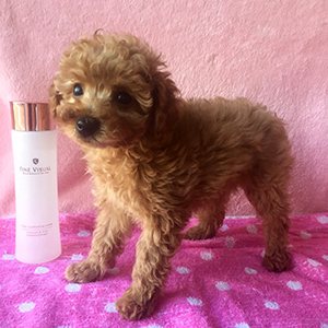 トイプードルのアプリコットの女の子｜2025年12月8日生まれ｜No.11079｜画像0枚目