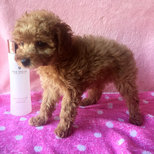 トイプードルのアプリコットの女の子｜2025年12月8日生まれ｜No.11079｜画像2枚目