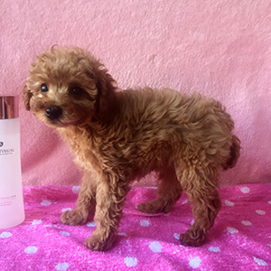 トイプードルのアプリコットの女の子｜2025年12月8日生まれ｜No.11079｜画像3枚目