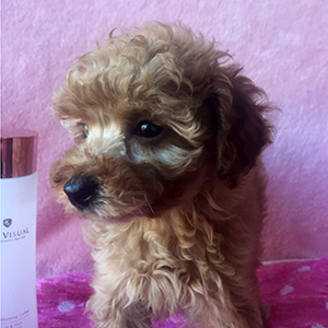 トイプードルのアプリコットの女の子｜2025年12月8日生まれ｜No.11079｜画像5枚目