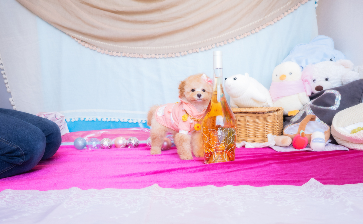 トイプードルのアプリコットの女の子｜2025年11月19日生まれ｜No.11085｜画像2枚目