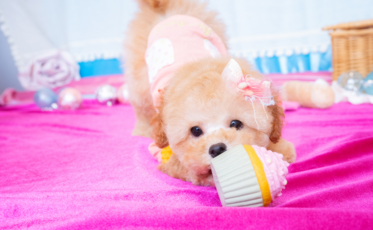 トイプードルのアプリコットの女の子｜2025年11月19日生まれ｜No.11085｜画像5枚目