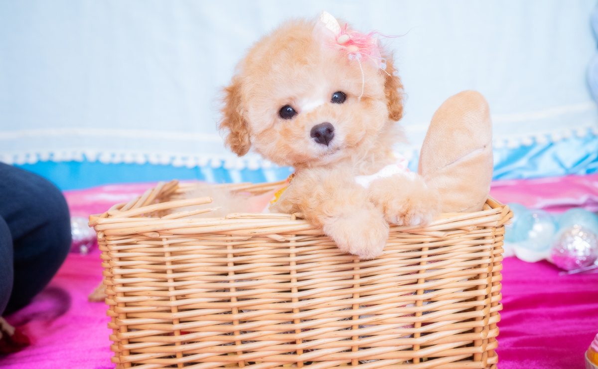 トイプードルのアプリコットの女の子｜2025年11月19日生まれ｜No.11085｜画像3枚目