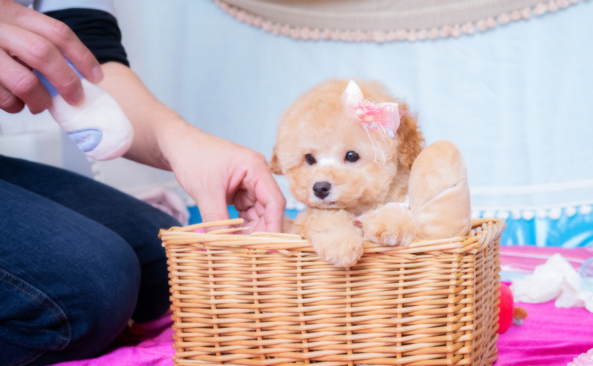 トイプードルのアプリコットの女の子｜2025年11月19日生まれ｜No.11085｜画像6枚目