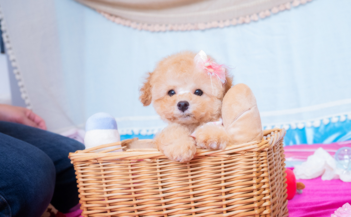 トイプードルのアプリコットの女の子｜2025年11月19日生まれ｜No.11085｜画像7枚目
