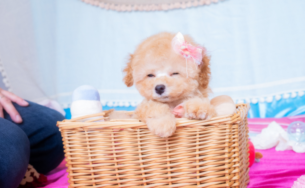 トイプードルのアプリコットの女の子｜2025年11月19日生まれ｜No.11085｜画像8枚目