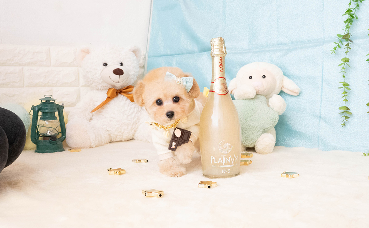 タイニープードルのアプリコットの男の子｜2025年11月27日生まれ｜No.11087｜画像3枚目