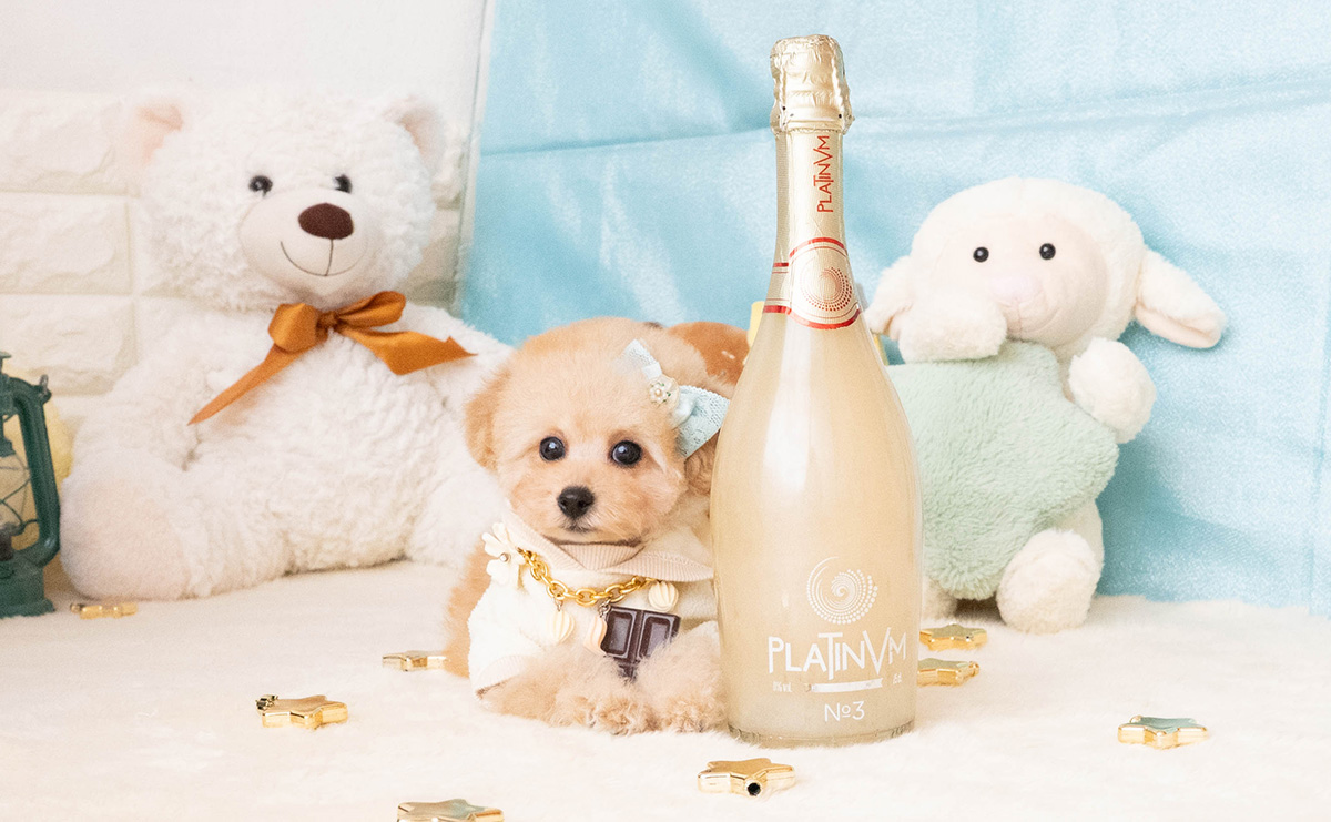 タイニープードルのアプリコットの男の子｜2025年11月27日生まれ｜No.11087｜画像4枚目