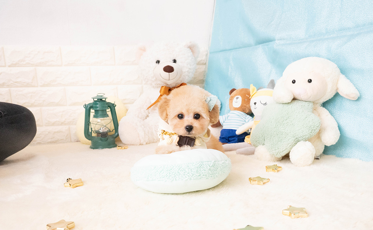 タイニープードルのアプリコットの男の子｜2025年11月27日生まれ｜No.11087｜画像0枚目