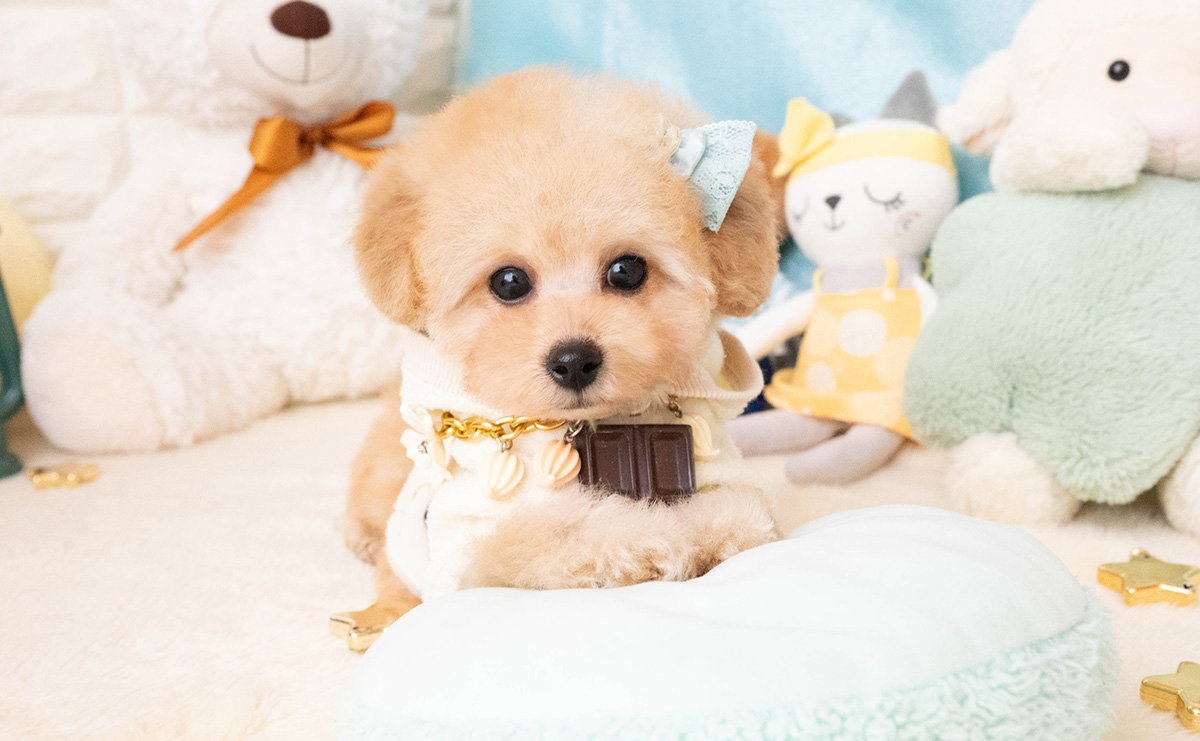 タイニープードルのアプリコットの男の子｜2025年11月27日生まれ｜No.11087｜画像1枚目