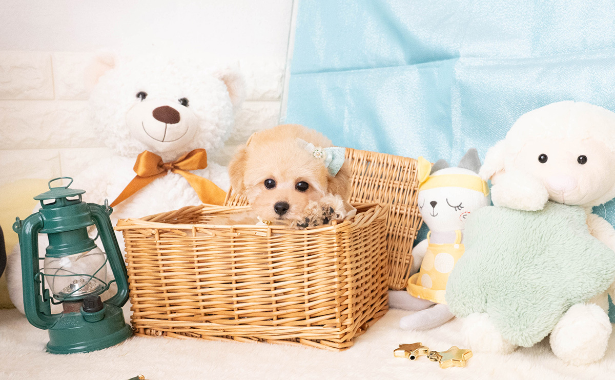 タイニープードルのアプリコットの男の子｜2025年11月27日生まれ｜No.11087｜画像2枚目