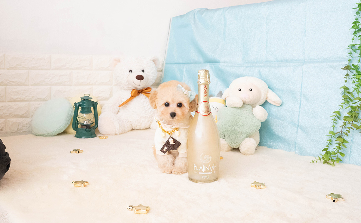 タイニープードルのアプリコットの男の子｜2025年11月27日生まれ｜No.11087｜画像6枚目