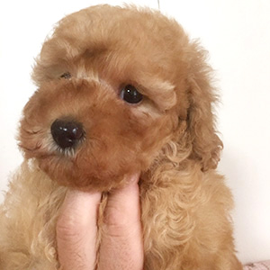 トイプードルのアプリコットの女の子｜2025年12月6日生まれ｜No.11097｜画像2枚目