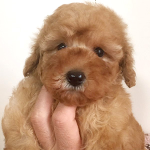 トイプードルのアプリコットの女の子｜2025年12月6日生まれ｜No.11097｜画像0枚目