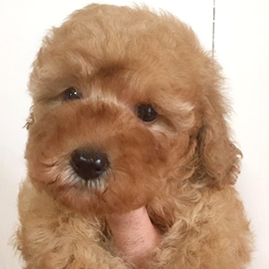 トイプードルのアプリコットの女の子｜2025年12月6日生まれ｜No.11097｜画像5枚目