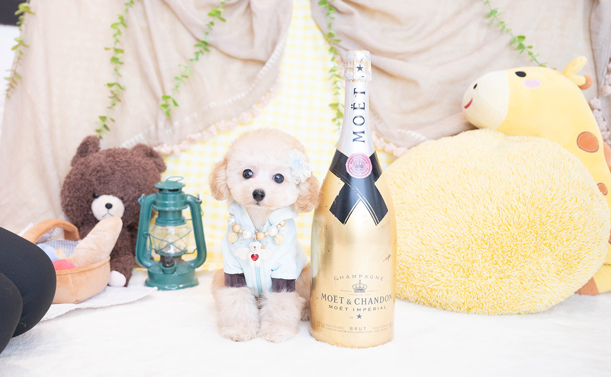 タイニープードルのアプリコットの男の子｜2025年11月23日生まれ｜No.11100｜画像1枚目